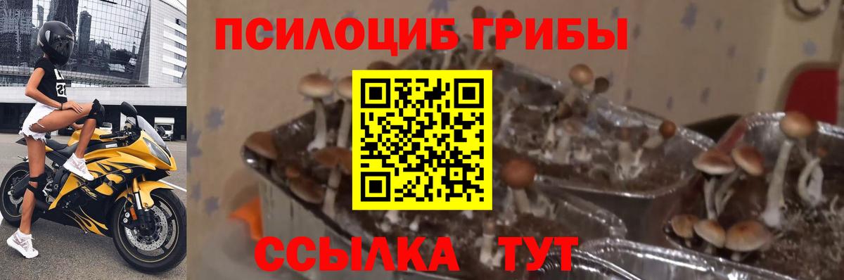 Галлюциногенные грибы Cubensis Луга